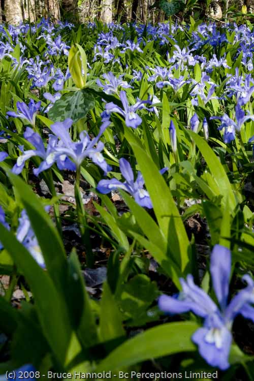 IRIS FIELD